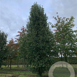 Pyrus calleryana 'Chanticleer' 600-700 cm draadkluit solitair