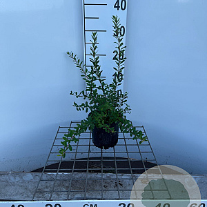 Spiraea nipp. 'Snowmound' 30-40 cm C1.3