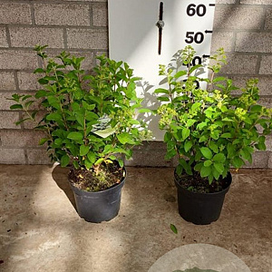 Hydrangea pan. Bobo 30-40 cm 5,0L