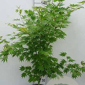 Acer pseudoplatanus 'Arctic Jade' 200-250 cm 50L