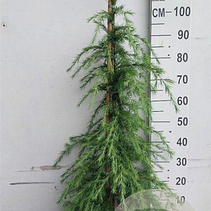 Cedrus deodara 125-150 cm 20L
