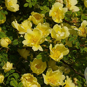 Rosa hugonis A kwaliteit wortelgoed