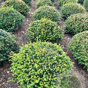 Taxus baccata 80-90 cm draadkluit platte bol