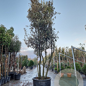 Quercus ilex 350-400 cm cont. 230L paraplu