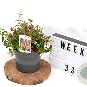 Abelia 'Edward Goucher' 40-60 cm 3,0L