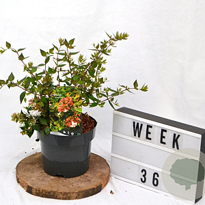Abelia grandiflora 40-60 cm 3,0L