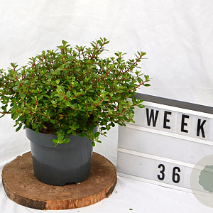 Escallonia 'Red Dream' 40-60 cm 3,0L