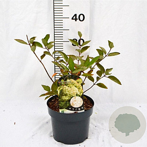 Hydrangea pan. 'Grandiflora' 30-40 cm 3,0L