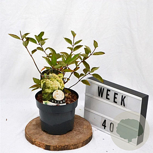 Hydrangea pan. 'Grandiflora' 30-40 cm 3,0L