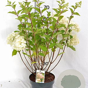 Hydrangea pan. 'Silver Dollar' 40-60 cm 5,0L