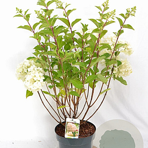 Hydrangea pan. 'Silver Dollar' 40-60 cm 5,0L