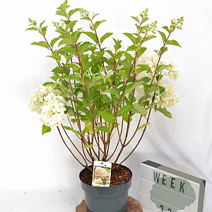 Hydrangea pan. 'Silver Dollar' 40-60 cm 5,0L
