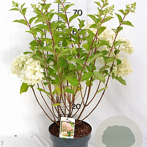 Hydrangea pan. 'Silver Dollar' 40-60 cm 5,0L