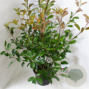 Photinia fraseri 'Red Robin' 60-80 cm 10L