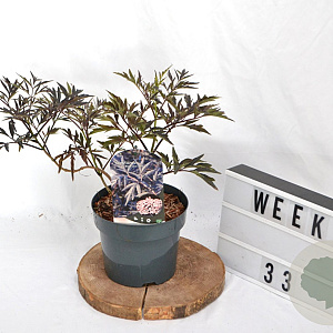 Sambucus nigra Black Lace 40-60 cm 3,0L