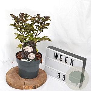 Sambucus nigra Black Tower 40-60 cm 3,0L