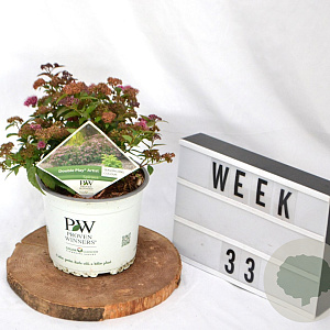 Spiraea jap. Double Play Artist 40-60 cm 3,0L