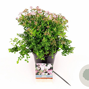 Spiraea jap. 'Little Princess' 25-30 cm 3,0L
