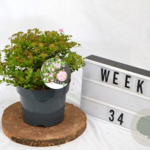 Spiraea jap. 'Little Princess' 40-60 cm 3,0L