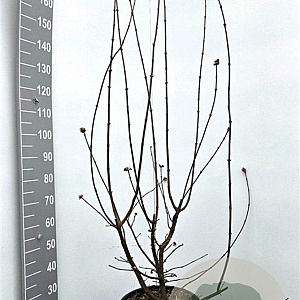 Viburnum bodn. 'Dawn' 150-175 cm 10L