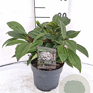 Viburnum davidii 30-40 cm 2,0L