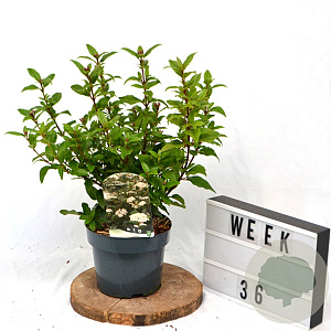 Viburnum tinus 40-60 cm 3,0L