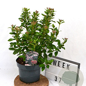 Viburnum tin. Spirit 40-50 cm 5,0L