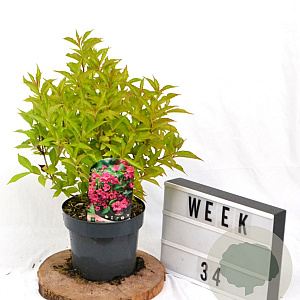 Weigela Big Love 40-60 cm 3,0L