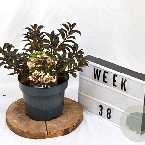 Weigela Black and White 40-60 cm 3,0L