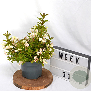 Weigela Picobella Bianco 40-60 cm 3,0L