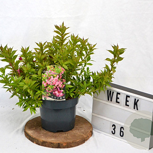 Weigela Picobella Rosa 40-60 cm 3,0L