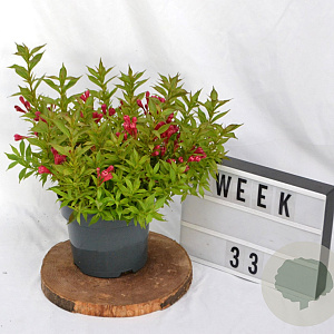 Weigela Picobella Rosso 40-60 cm 3,0L
