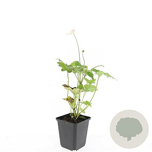 Anemone hyb. 'Honorine Jobert' GM P9