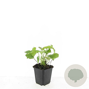 Anemone hyb. 'Honorine Jobert' GM P9