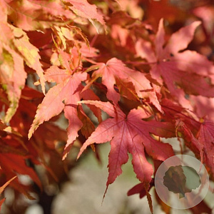 Acer palmatum 'Reticulatum Red' 150-175 cm 50L