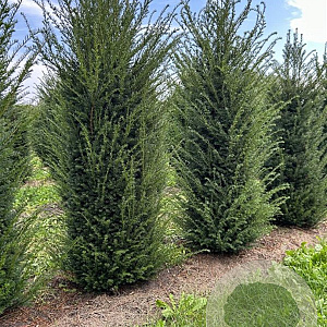 Taxus baccata 200-225 cm draadkluit