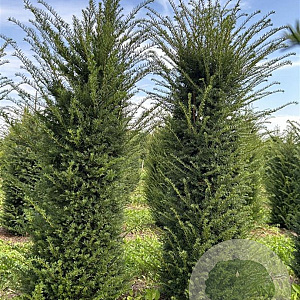 Taxus baccata 200-225 cm draadkluit