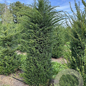 Taxus baccata 200-225 cm draadkluit