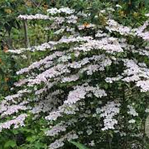 Viburnum plicatum 'Pink Beauty' 150-175 cm cont. 80L