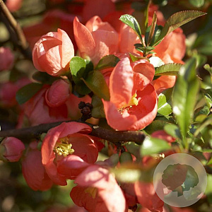 Chaenomeles sup. 'Salmon Horizon' 25-30 cm 3,0L