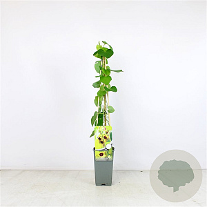 Aristolochia macrophylla 70 cm 2,0L