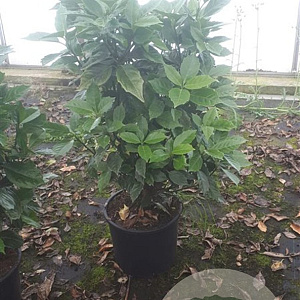 Aucuba jap. 'Rozannie' 80-100 cm 12L kegel