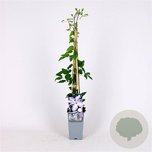 Clematis 'Blekitny Aniol' 70 cm 2,0L