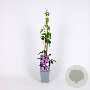 Clematis 'Etoile de Malicorne' 70 cm 2,0L