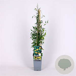 Clematis tibetana tangutica 70 cm 2,0L