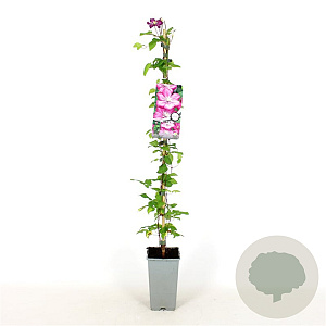 Clematis 'Ville de Lyon' 80-100 cm 2,5L