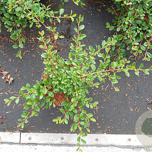 Cotoneaster radicans 'Eichholz' 30-40 cm C1.5