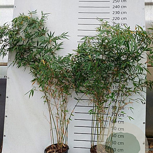 Fargesia robusta 'Pingwu' 150-175 cm 15L