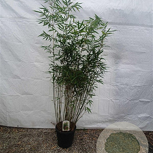 Fargesia robusta 'Pingwu' 150-175 cm 15L
