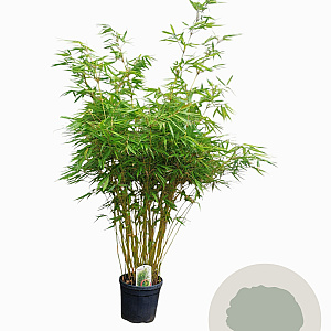 Fargesia robusta 'Pingwu' 150-175 cm 15L